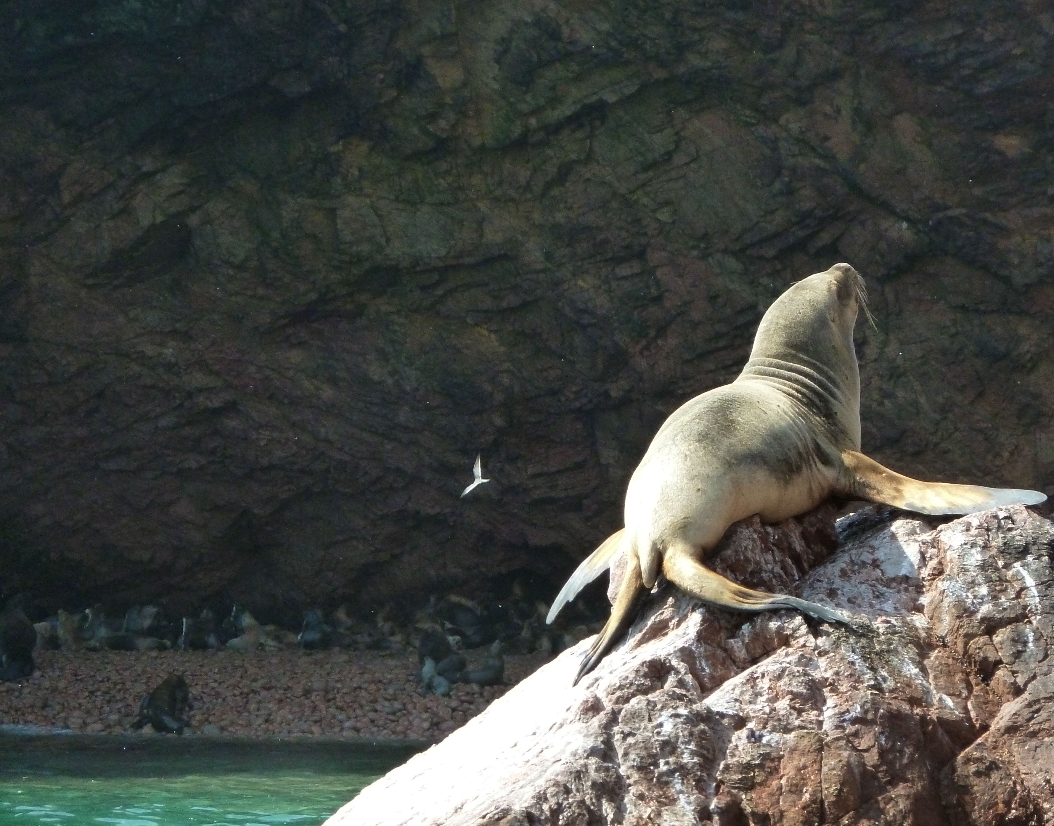 islas-ballestas-1