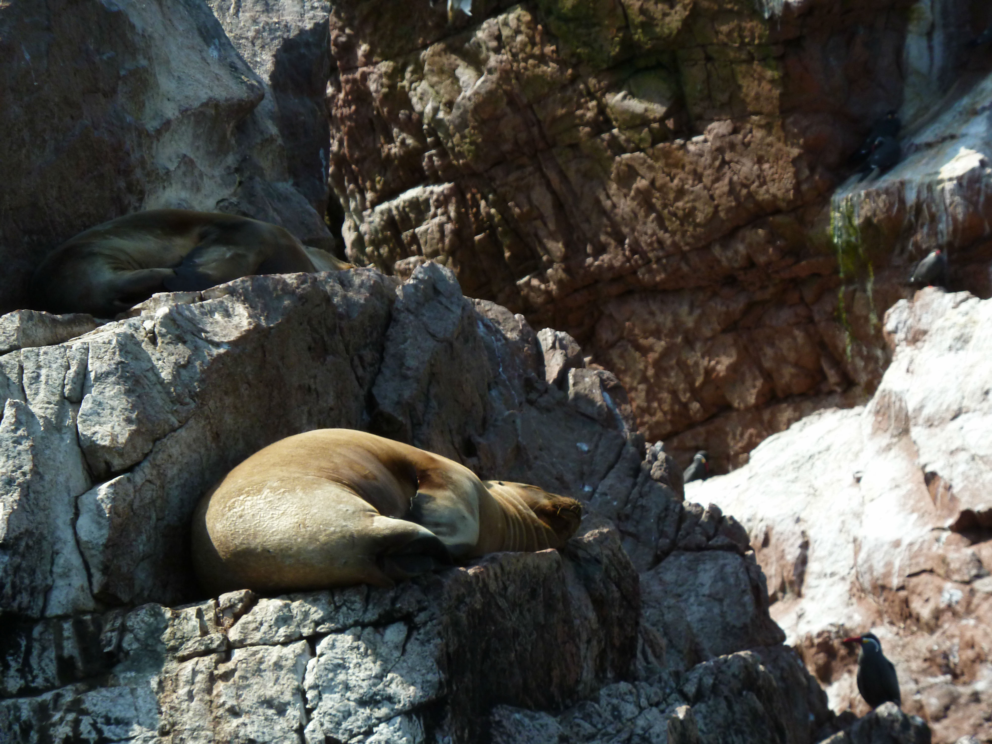 ilhas-ballestas-11