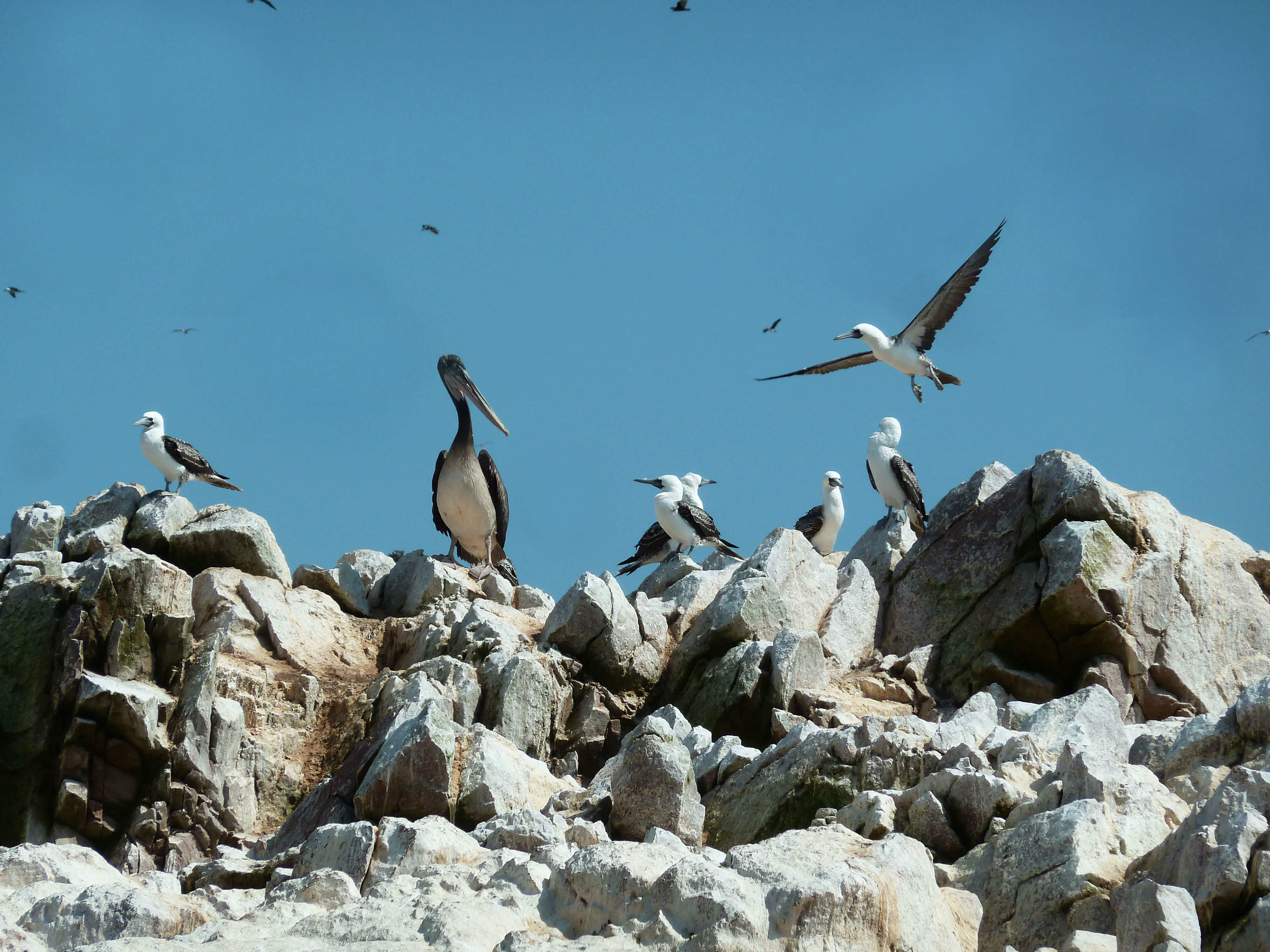 ilhas-ballestas-92