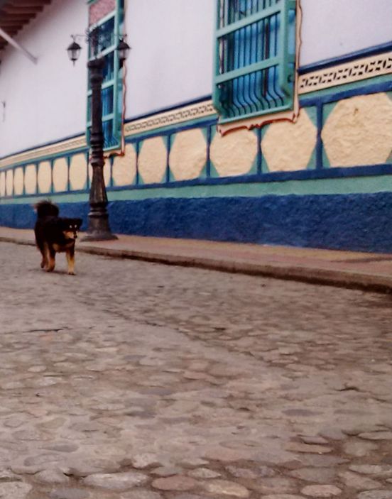 cao-lindo-nas-ruas-lindas-e-coloridas-do-pueblito-guatape