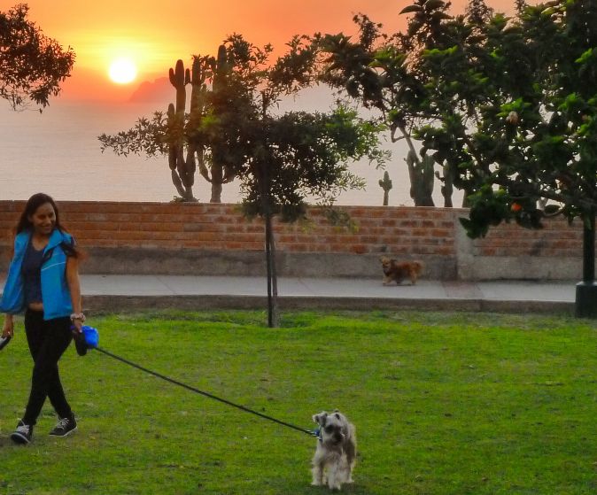 schnauzer-rebelde-passeando-parques-de-miraflores-por-do-sol