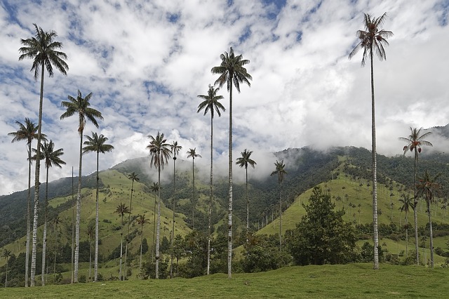 lugares mais bonitos da colombia para conhecer vale de cocora salento.jpg