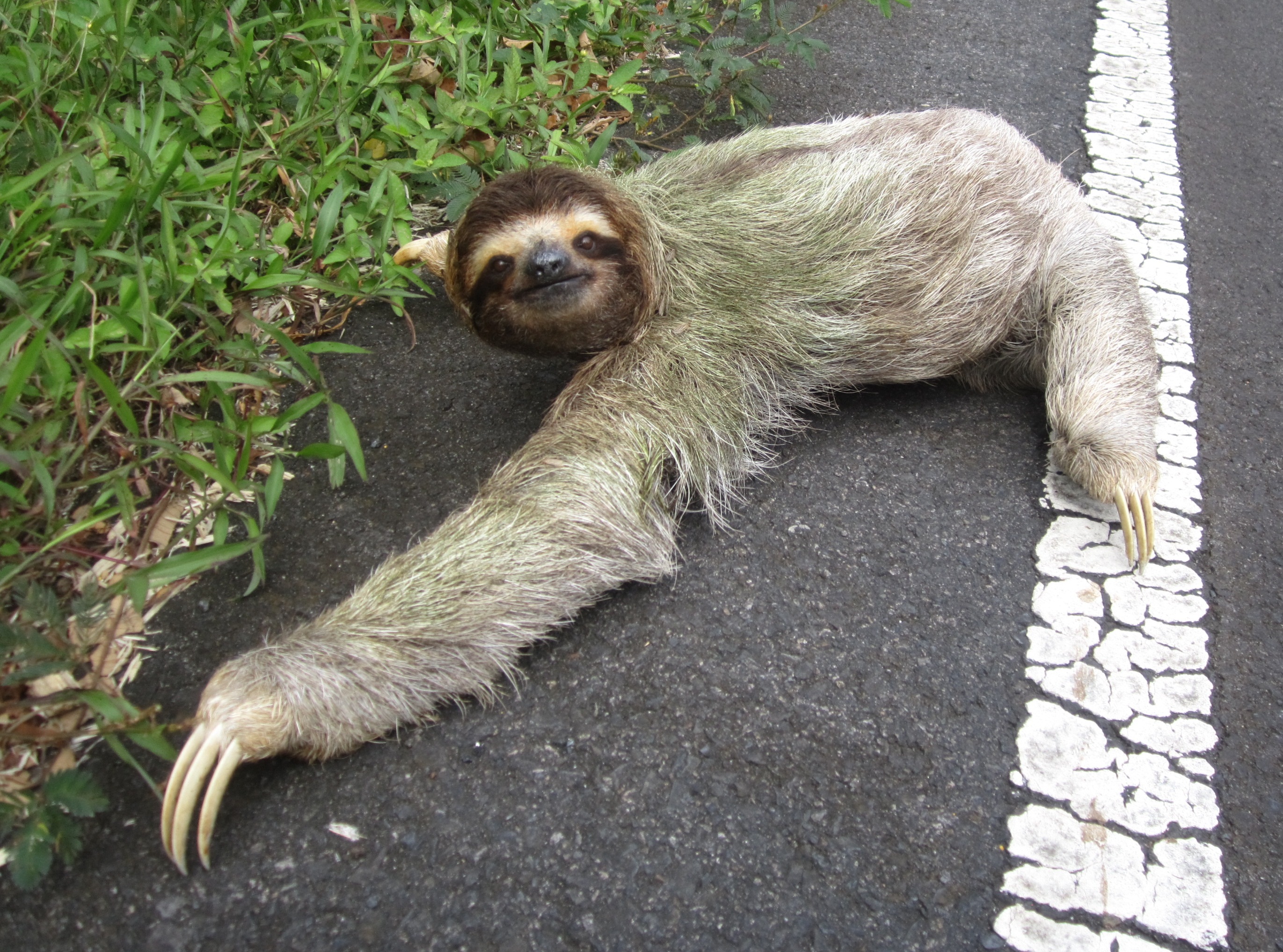 bicho preguiça andando.jpg