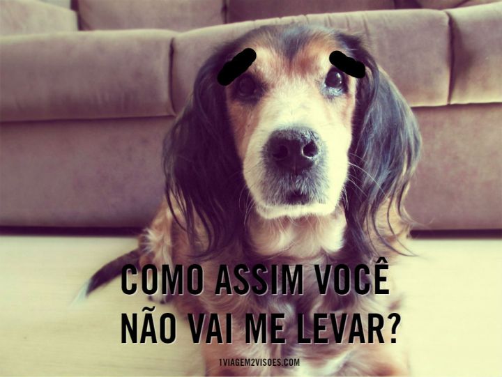 adotar caes e viajar como conciliar2