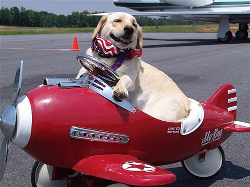 viajar com cachorro viagens pet friendly.jpg