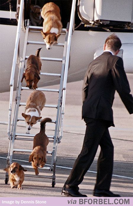 viajar com caes como fazer.jpg