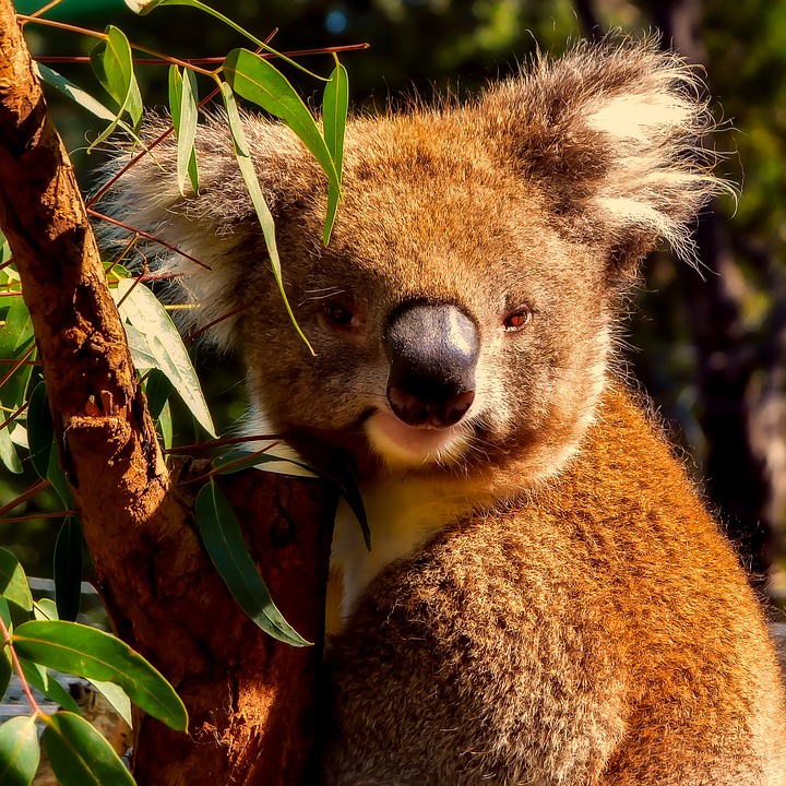 koala motivos para querer ir para australia.jpg