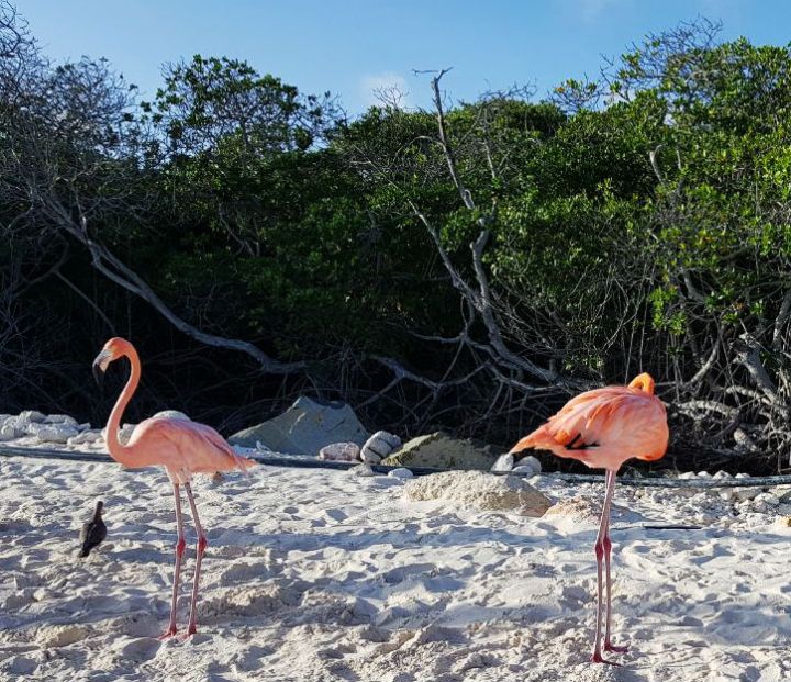 praias mais bonitas de aruba flamingo beach dicas