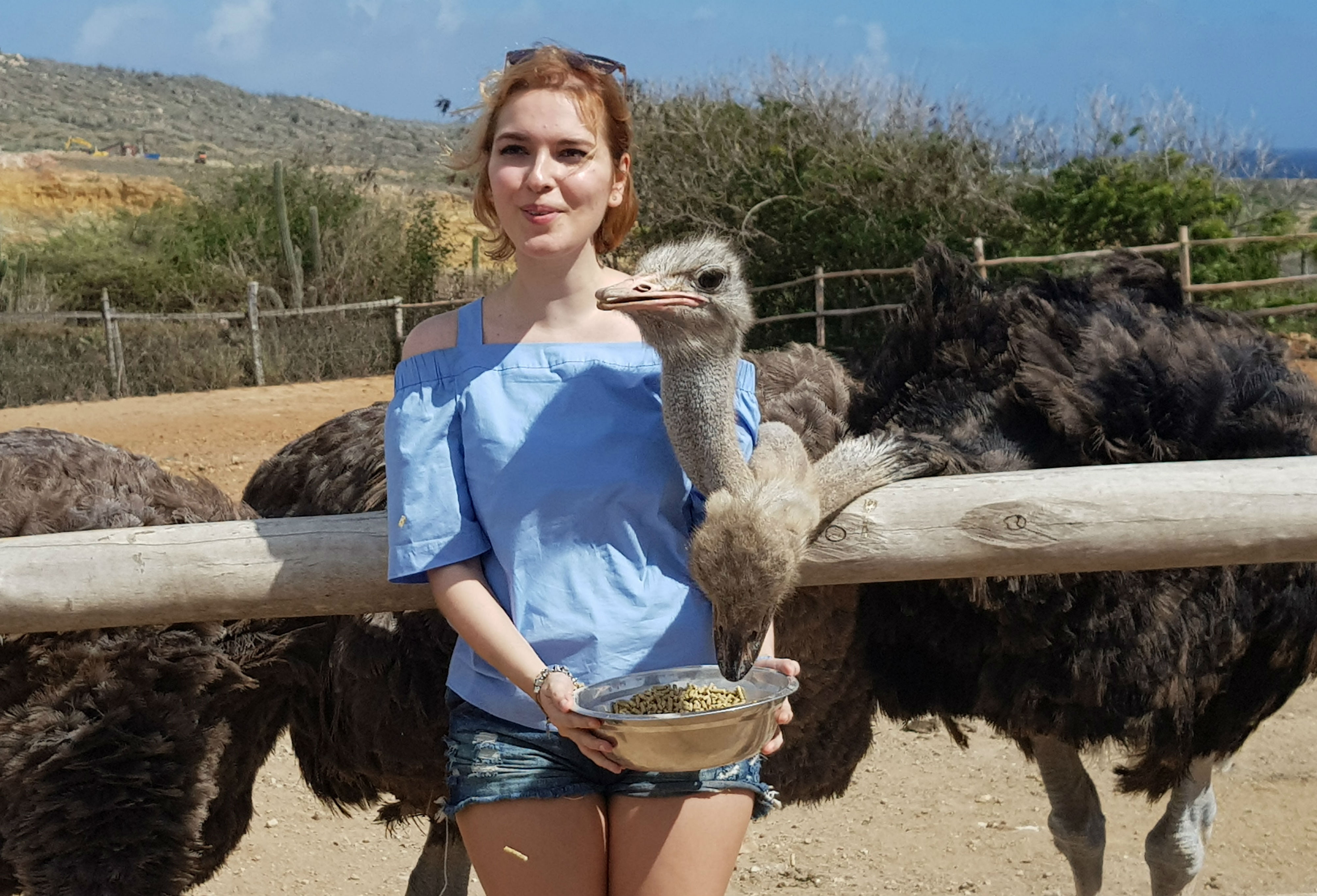 o que fazer em aruba ostrich farm passeios recomendados