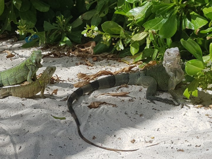como chegar na flamingo beach e iguana beach