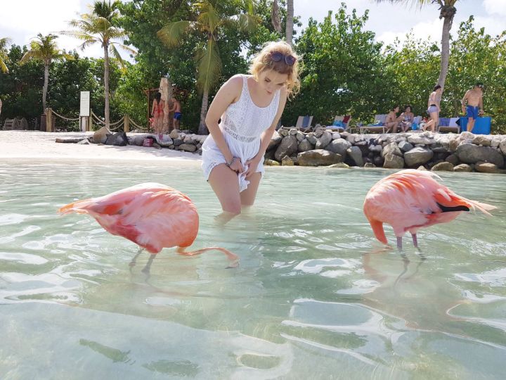 flamingos em aruba como tirar foto com eles