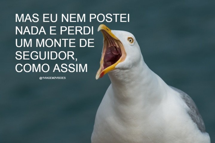 gull-2166711_960_720[1]